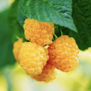 May include: Close-up of four ripe yellow raspberries hanging from a green leafy branch. The raspberries are clustered together and have a soft, textured appearance.