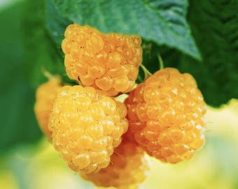 May include: Close-up of four ripe yellow raspberries hanging from a green leafy branch. The raspberries are clustered together and have a soft, textured appearance.