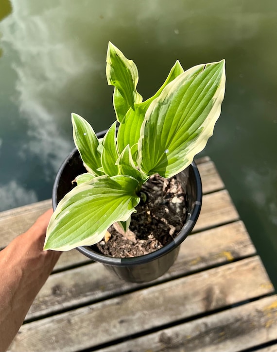 Hosta Francee 1 gal (Regular)
