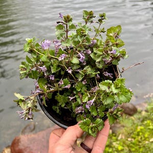 Creeping Charlie Evergreen GROUND IVY - Glechoma Hederacea - Mature Live Plant **Ships Bareroot** - Purple Perennial Groundcover Flowers
