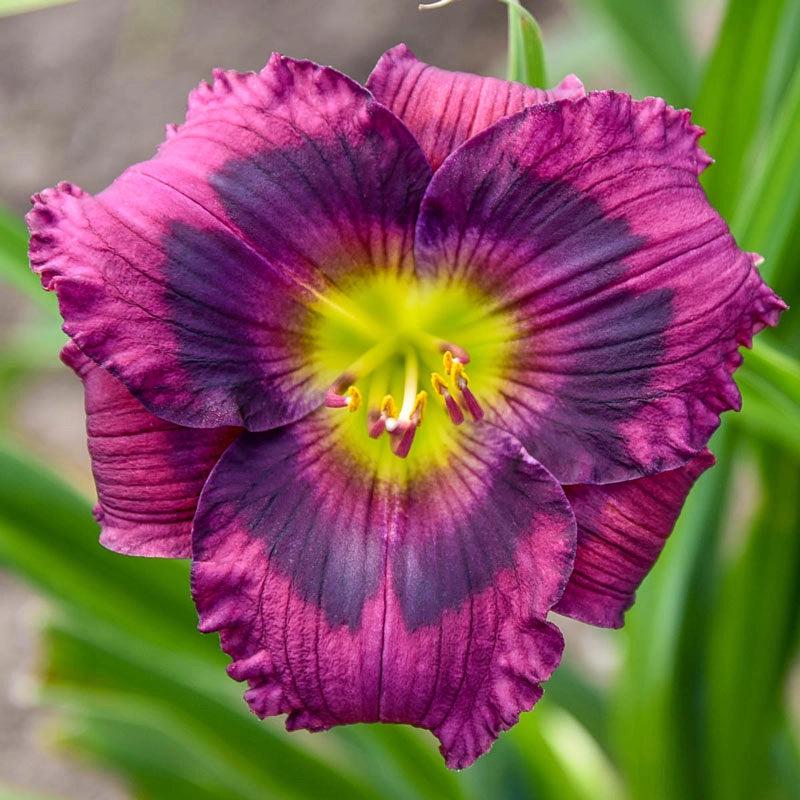 Daylily - Kansas Kitten - Purple Lavender Blooms - Fans Tuber Bulbs Rhizomes - Perennial Flowers - Very Fast Growing Landscape Cover