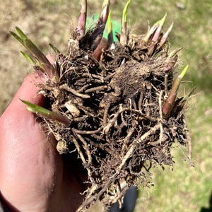 Hosta-Liner - Francee - 20+ Bare Root Rhizome / Zwiebeln / Kronen - Shade Perennial, SEHR schnell wachsen, Zone 3-8