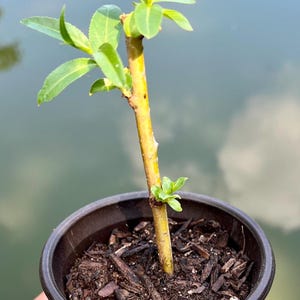 Willow - Prairie Cascade - Salix Prairie Cascade Live 4” Rooted Very Fast Growing Tree, Plant Adds 2-4 Feet Per Year, Zone 4-10