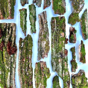 Mossy Bark Lichen Assortment Bundle, 100% Natural - Terrarium Decor - Large, Multiple Sizes Available. Harvested Daily