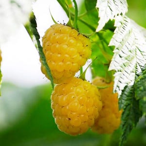 May include: A cluster of three ripe yellow raspberries hanging from a green stem with serrated leaves. The berries have a textured, bumpy surface and a vibrant golden-yellow color. The foliage surrounding the fruit is bright green and textured.