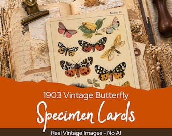 1903 Butterfly Specimen Cards, Vintage Entomology Prints, Natural History Ephemera, Antique Insect Art