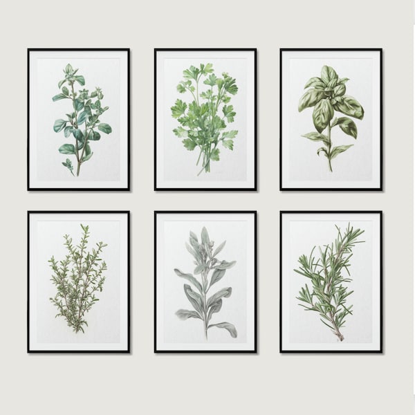 Herb Prints,  Set of 6, Herb Printables, Kitchen Printables, Botanical Prints, Oregano, Sage, Cilantro, Rosemary, Basil and Thyme