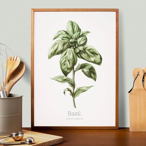 Basil Herb Prints, Herb Printables, Kitchen Printables, Botanical Prints, Oregano
