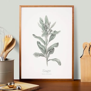Sage Herb Prints, Herb Printables, Kitchen Printables, Botanical Prints, Oregano