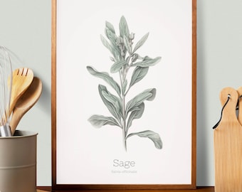 Sage Herb Botanical Print: Kitchen Wall Art (Digital Download)