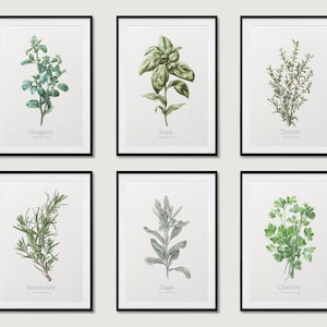 Kräuterdrucke, 6er Set, Kräuterdrucke, Küchendrucke, Botanische Drucke, Oregano, Salbei, Koriander, Rosmarin, Basilikum und Thymian