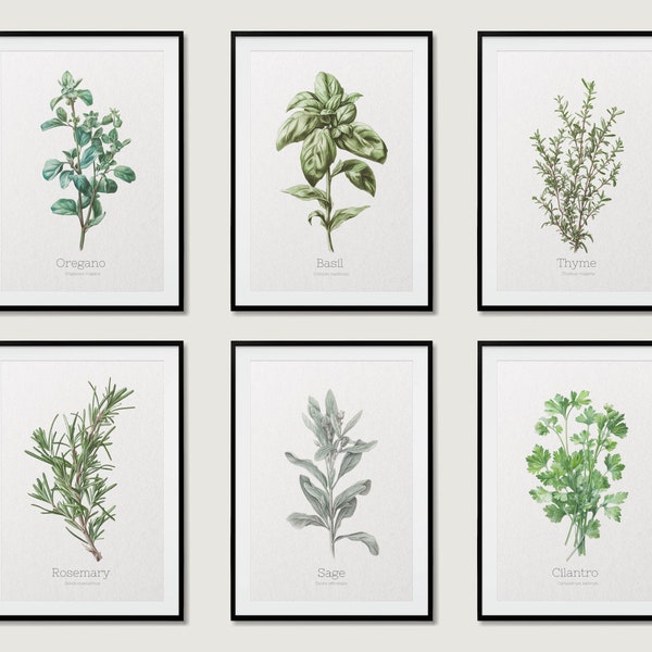 Herb Prints,  Set of 6, Herb Printables, Kitchen Printables, Botanical Prints, Oregano, Sage, Cilantro, Rosemary, Basil and Thyme