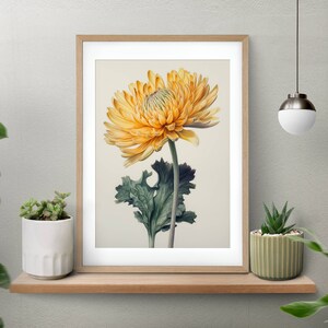 Chrysanthemum Vintage Botanical Print of flowers, Rustic Floral Wall Art, Digital Download, Printable Artwork, Boho Home Decor