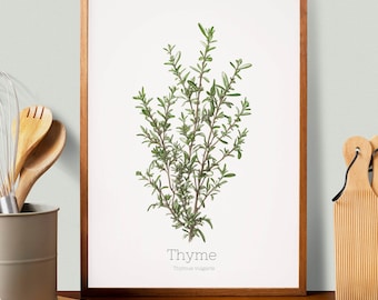 Thyme Botanical Print: Kitchen Herb Art (Digital Download)