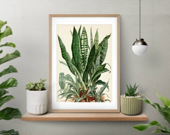 Snake Plant Printable Art, Botanical Print, Botanical Wall Art