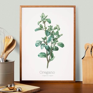 Oregano Herb Prints, Herb Printables, Kitchen Printables, Botanical Prints, Oregano