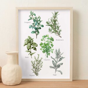 Botanical Kitchen Herb Prints - Oregano, Sage, Cilantro, Rosemary, Basil & Thyme