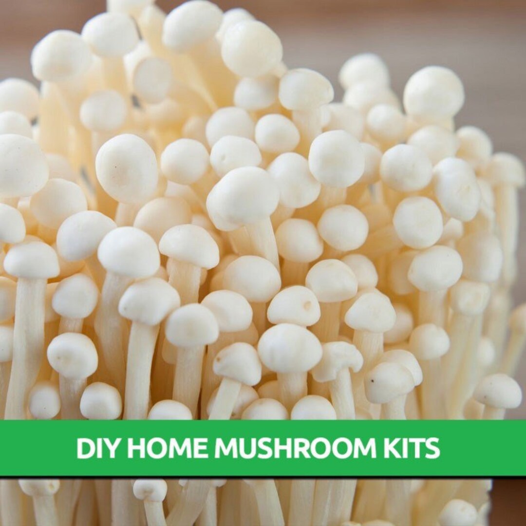 Enoki Grow Kit Mushroom Grow Kit Mushroom Kit Mushroom Grow Bag