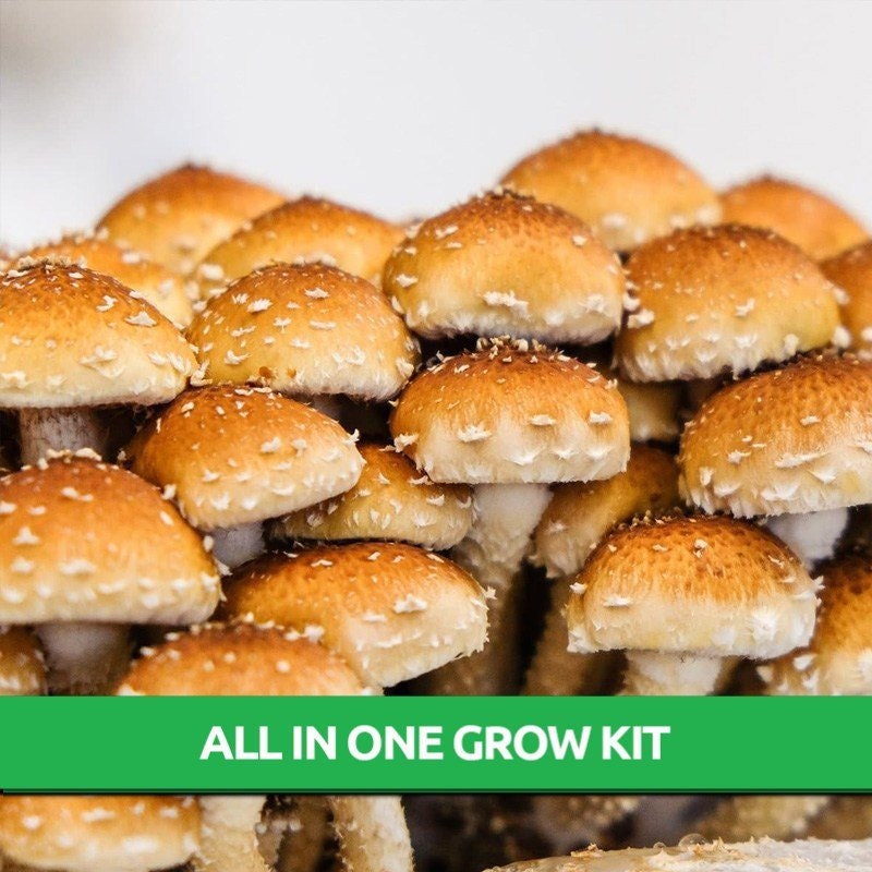 Chestnut Mushroom All in One Mushroom Grow Bag Mushroom Grow Etsy Canada