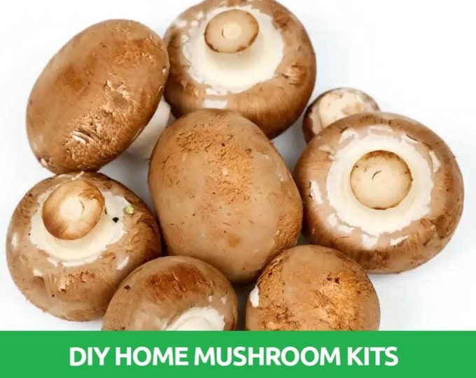 Swiss Brown Mushroom Grow Kit Mushroom Grow Kit Mushroom Kit Mushroom