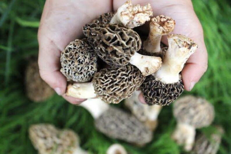 Morel Mushroom Grow Kit for Garden Etsy