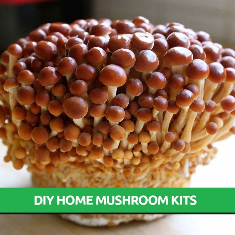 Golden Enoki Grow Kit Mushroom Grow Kit Mushroom Kit Mushroom Grow Bag