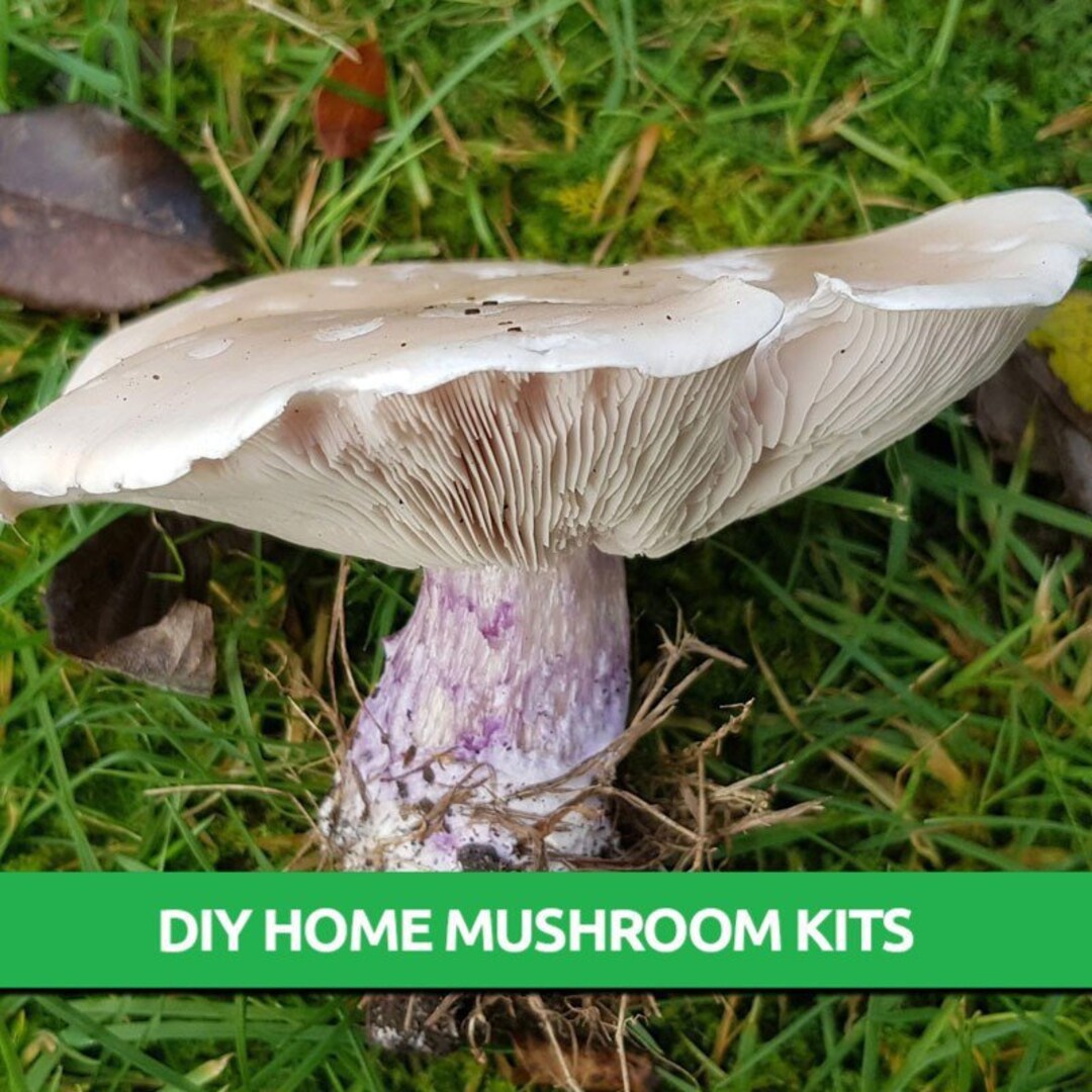 Field Blewit Grow Kit Mushroom Grow Kit Mushroom Kit Etsy UK