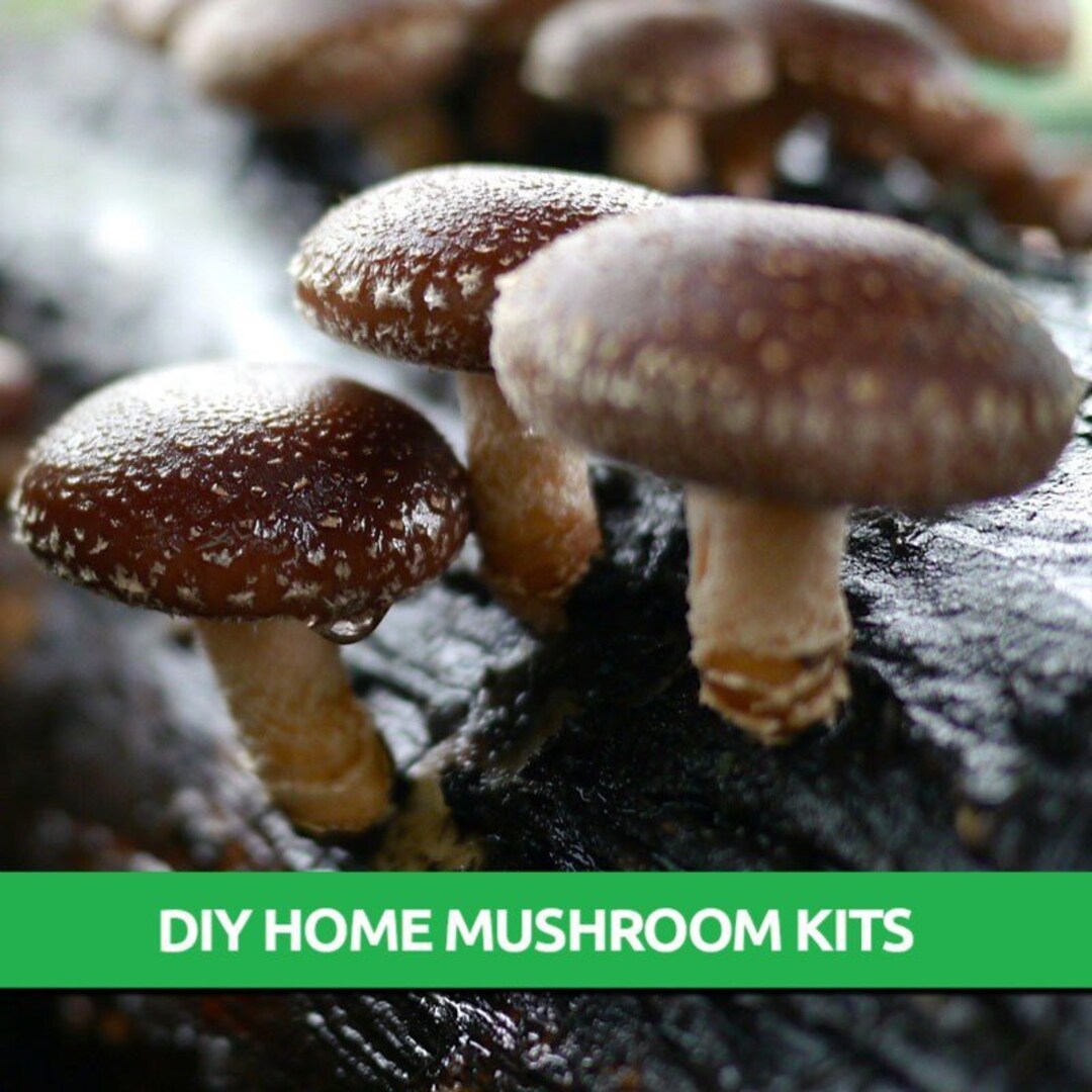 Shiitake Grow Kit Mushroom Grow Kit Mushroom Kit Mushroom Grow Bag