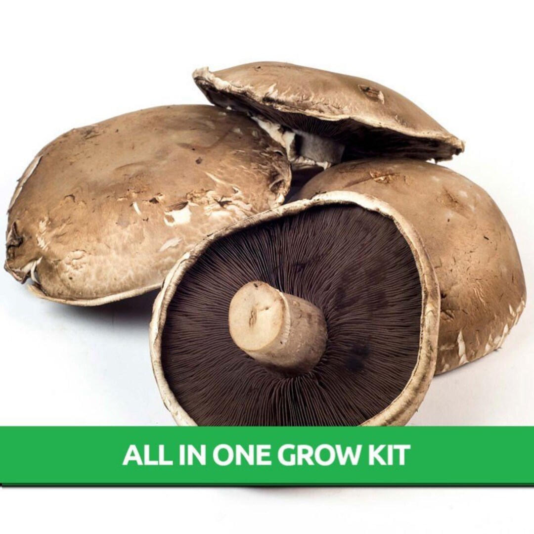 Portobello Mushroom All in One Mushroom Grow Bag Mushroom Grow Kit