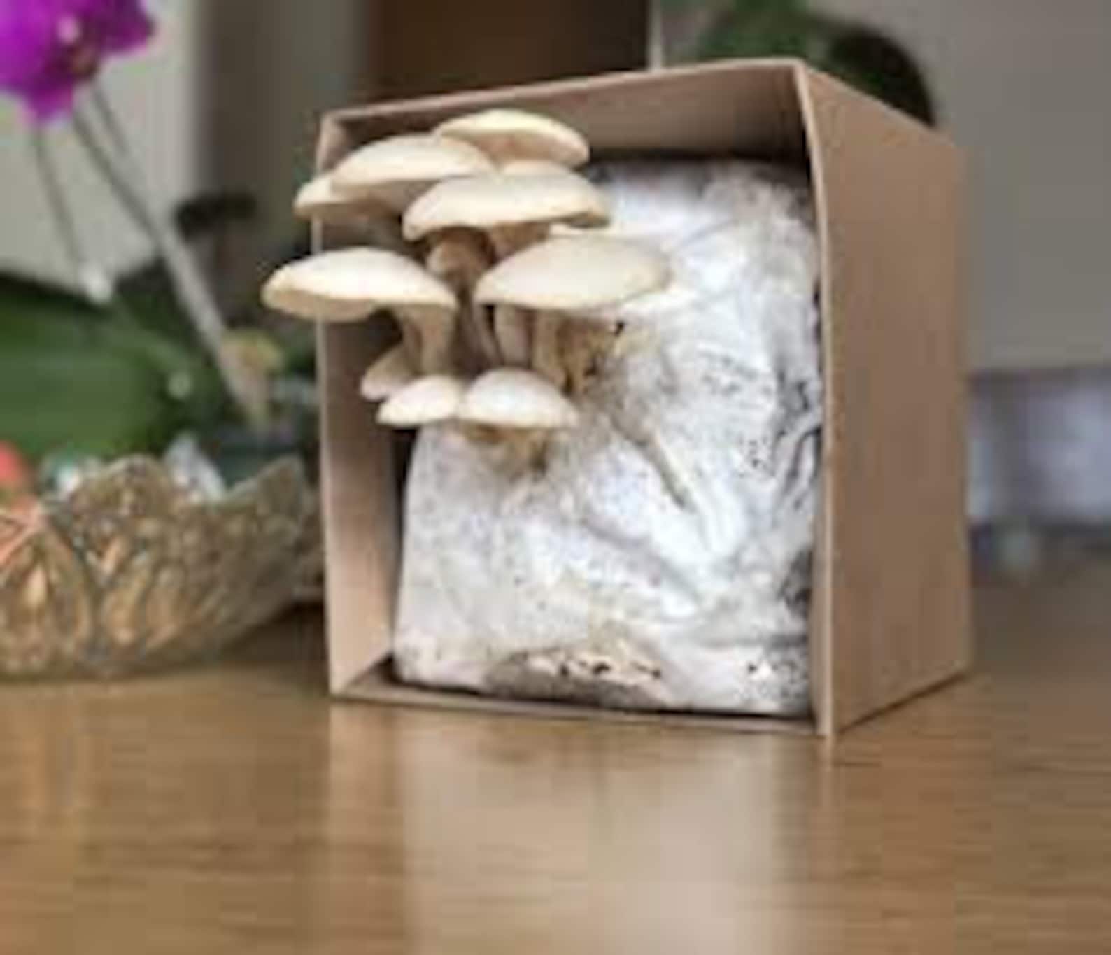 Enoki Grow Kit Mushroom Grow Kit Mushroom Kit Mushroom Grow Bag