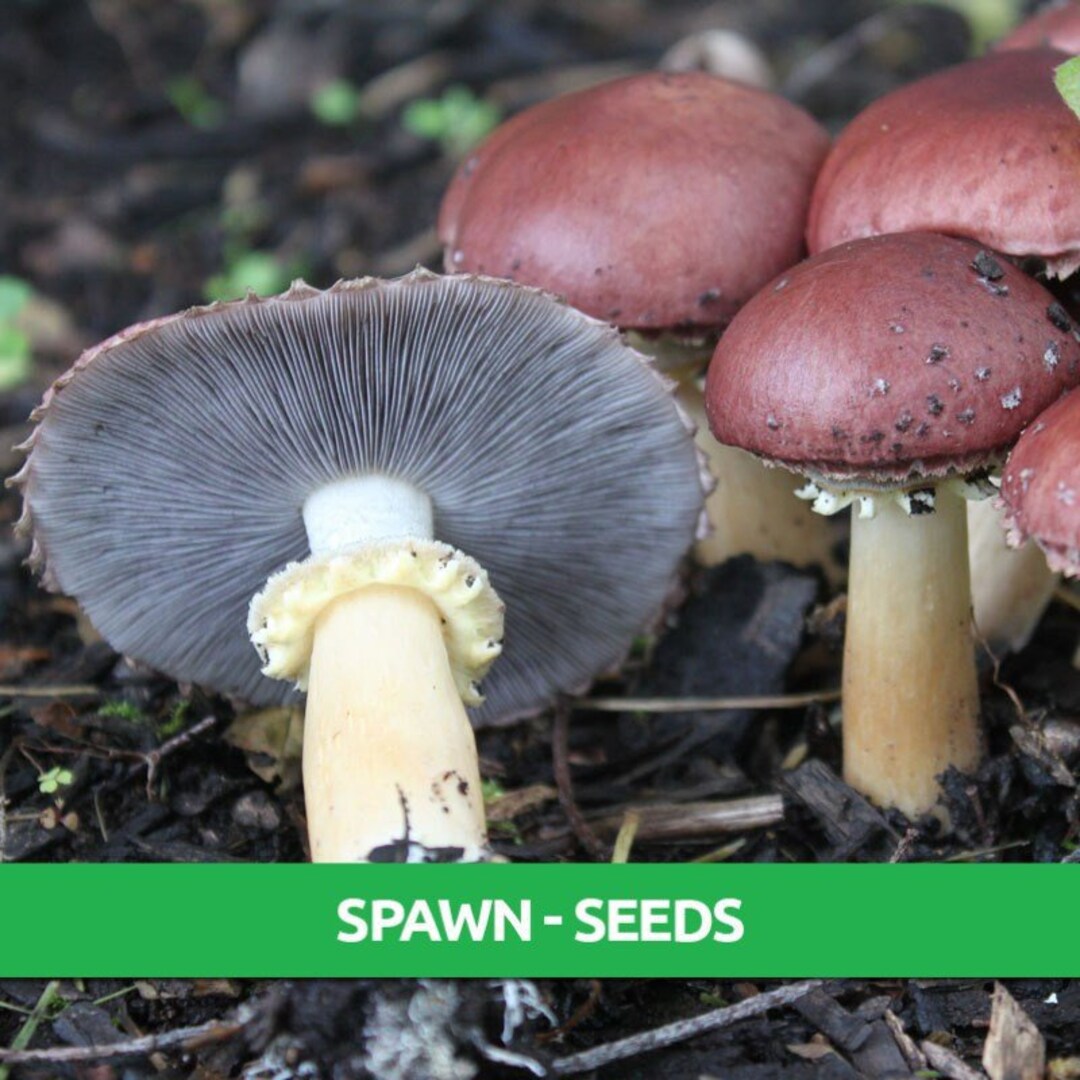 DIY Wine Cap Spawn Spawn Mushroom Spawn Spore Mushroom Etsy