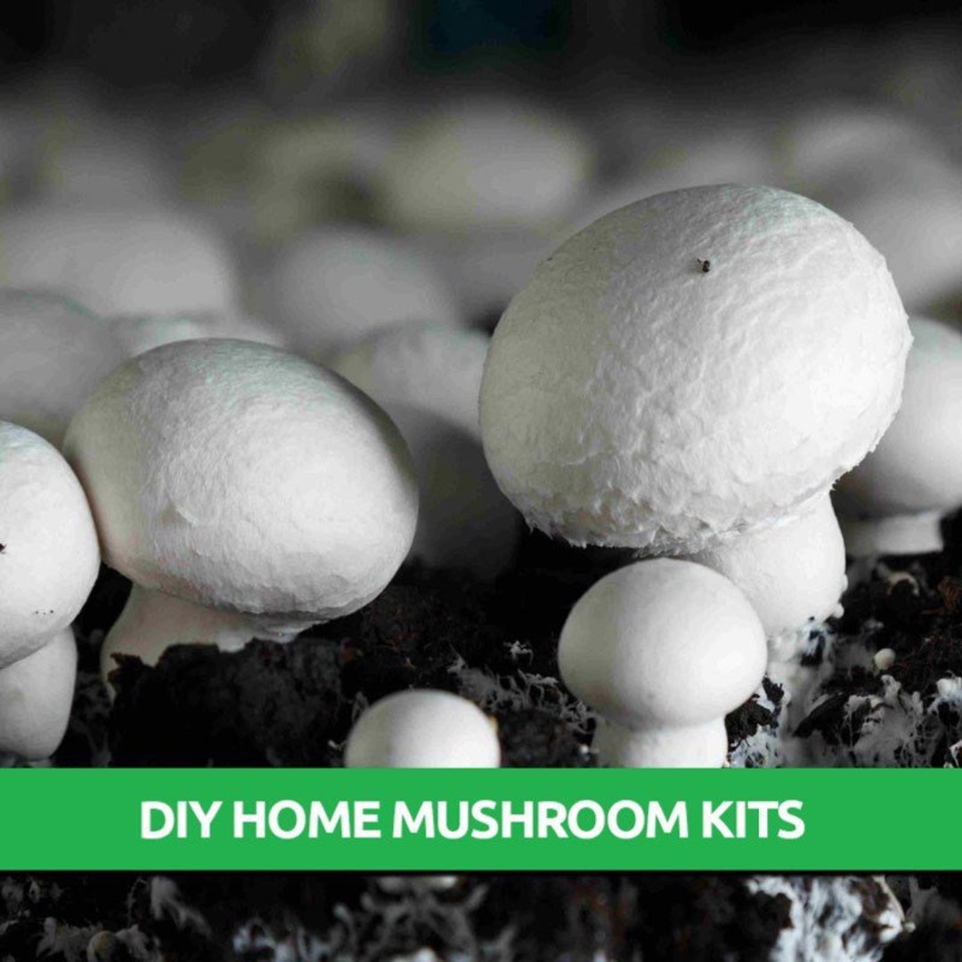 Button Mushroom Grow Kit Mushroom Grow Kit Mushroom Kit Etsy
