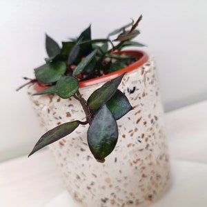 Hoya Krohoniana Black Leaves 9cm pot, UK Stock, Hoya Eskimo Black Pet Friendly Houseplant, Rare Wax Plant