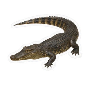May include: A sticker featuring a detailed illustration of a dark brown alligator with a textured, scaly hide and a long, curved tail. The reptile is shown in a side profile view with its head turned slightly, showcasing its sharp snout and eyes.