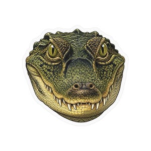 Könnte beinhalten: Ein gestanzter Aufkleber mit einer detaillierten Illustration eines Alligatorkopfes in Frontalansicht. Der Alligator hat texturierte grüne und braune Schuppen, scharfe weiße Zähne und stechende gelbe Augen vor einem weißen Hintergrund.