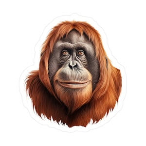 May include: Close-up portrait of an orangutan with reddish-brown fur, a black face, and a serious expression.