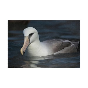 Albatross Puzzle (110, 252, 500 or 1014-piece) Animal Jigsaw Puzzle gift