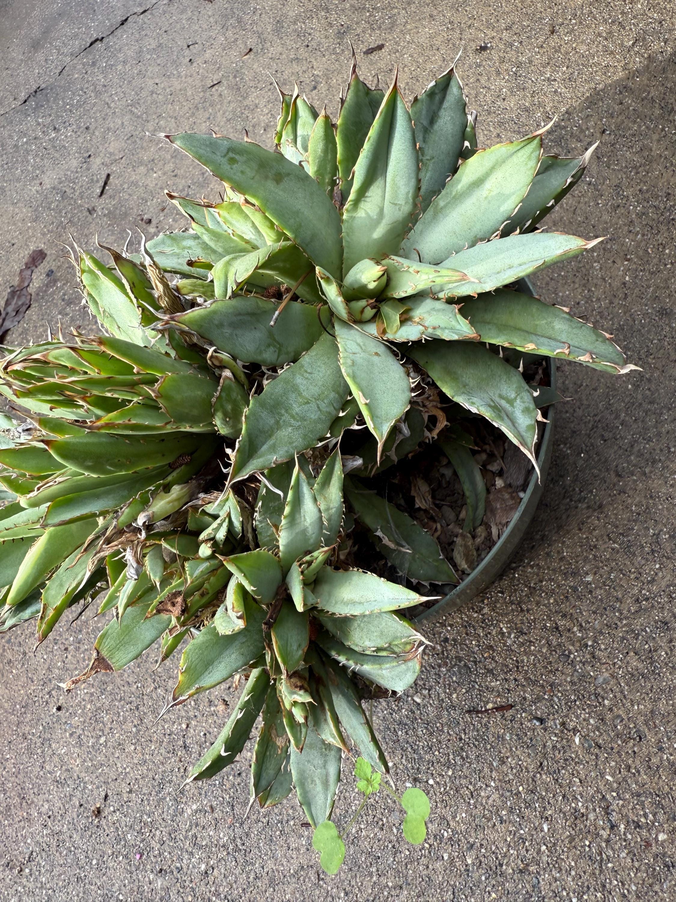 Agave Oteroi - Etsy