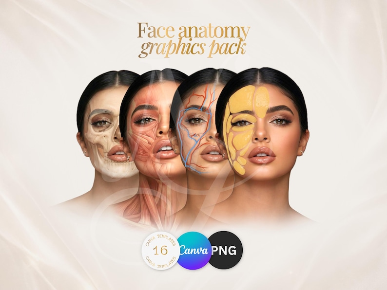 Peut inclure: Un pack graphique pr&eacute;sentant quatre illustrations du visage d'une femme, chacune repr&eacute;sentant une couche diff&eacute;rente de l'anatomie faciale. Les illustrations incluent la structure osseuse, les muscles, les veines et une superposition jaune. Le texte "Face anatomy graphics pack" est en haut.