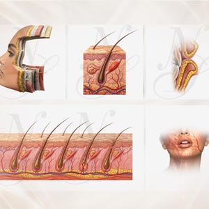 Peut inclure: Illustrations anatomiques du visage humain et des couches de la peau. Les images montrent des coupes transversales de la peau, des follicules pileux et des structures faciales, avec des repr&eacute;sentations d&eacute;taill&eacute;es des vaisseaux sanguins et des couches de tissus.