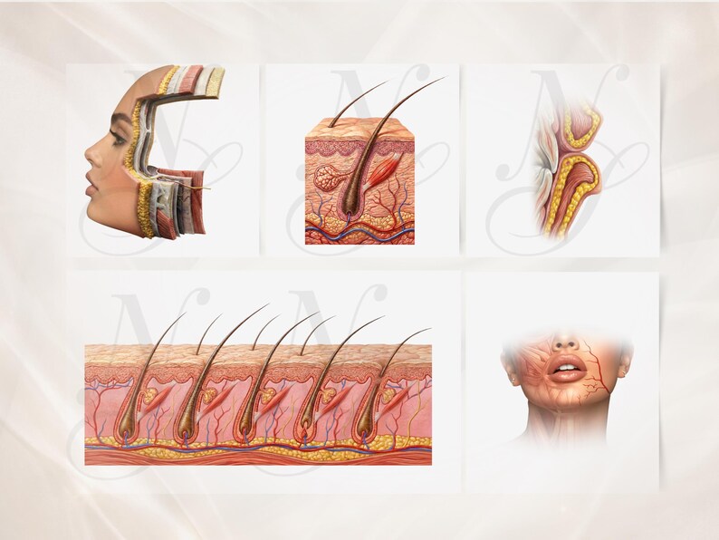 Peut inclure: Illustrations anatomiques du visage humain et des couches de la peau. Les images montrent des coupes transversales de la peau, des follicules pileux et des structures faciales, avec des repr&eacute;sentations d&eacute;taill&eacute;es des vaisseaux sanguins et des couches de tissus.