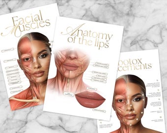 Canva | Poster template | Facial muscles art |  Botox & Filler Injector | Anatomy | Esthetician |Aesthetic | Dermatology | Beauty Salon