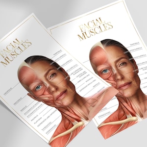 Leinwand | Plakatvorlage | Gesichtsmuskeln | Botox- und Füllstoffinjektor | Anatomie | Kosmetikerin | Ästhetik | Dermatologie | BOTOX