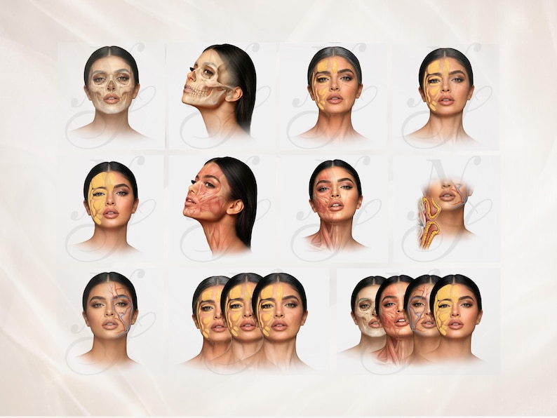 Peut inclure: Une collection d'illustrations repr&eacute;sentant l'anatomie du visage humain. Les images montrent diff&eacute;rentes &eacute;tapes du visage, y compris la structure squelettique, les muscles et les couches de la peau. Les illustrations sont d&eacute;taill&eacute;es et r&eacute;alistes.