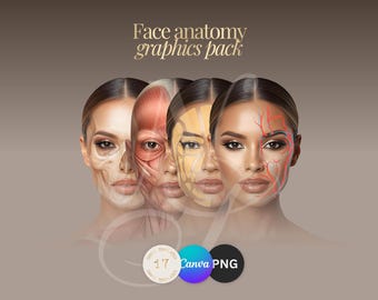 Anatomie du visage – 17 illustrations pédagogiques | Muscles, peau, coupes transversales | Fichiers Canva + PNG pour l'impression