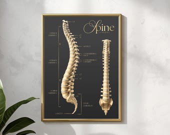 Spine Anatomy Poster Canva Template | Medical Chiropractic Wall Art for Chiropractors, Therapists & Wellness Clinics