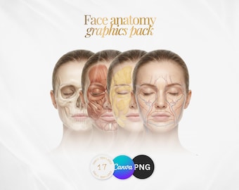 Anatomie du visage – 17 illustrations pédagogiques | Muscles, peau, coupes transversales | Fichiers Canva + PNG pour l'impression