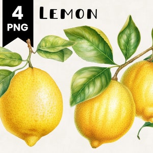 Lemon Clipart Bundle Commercial Use Watercolor Lemon Digital Design Bundle PNG Files