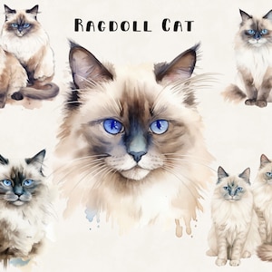 Ragdoll Cat Clipart Bundle Commercial Use Watercolor Digital Design Bundle PNG Files