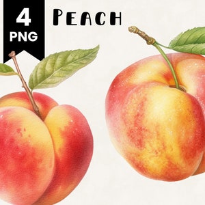 Peach Clipart Bundle Commercial Use Watercolor Peaches Digital Design Bundle PNG Files